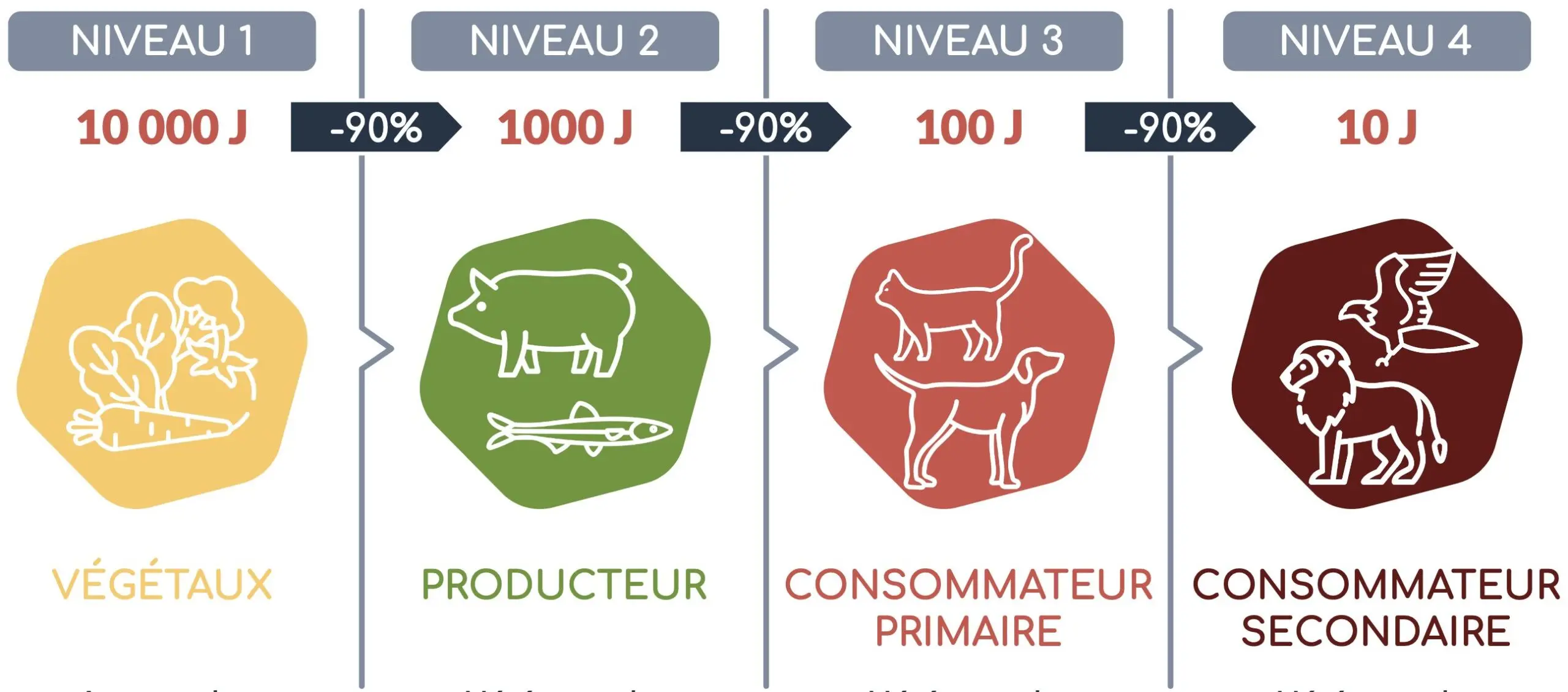 L’élevage – un maximum d’impact pour un minimum d’apports